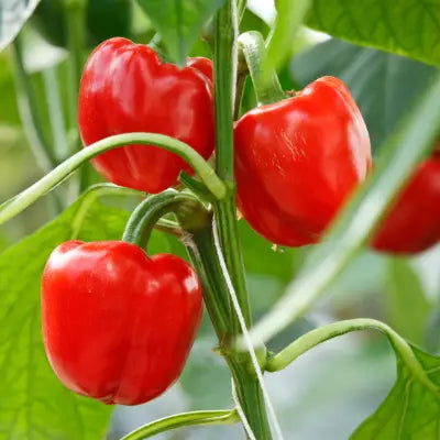 Erntefreie Paprika