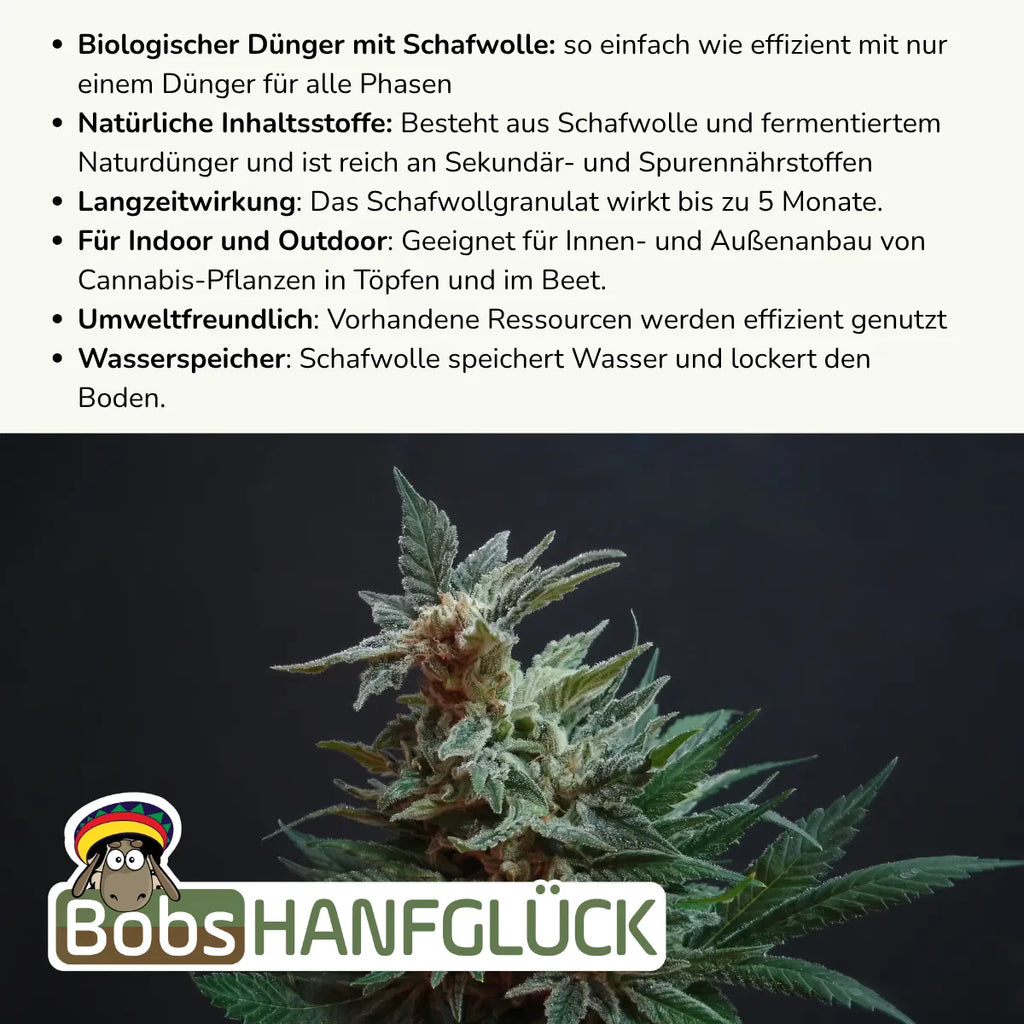 Biologischer Dünger mit Schafwolle: so einfach wie effizient mit nur einem Dünger für alle Phasen. Natürliche Inhaltsstoffe: Aus Schafwolle und fermentiertem Naturdünger. Reich an Sekundär- und Spurennährstoffen. Langzeitwirkung: Das Schafwollgranulat wirkt bis zu 5 Monate. Für Indoor und Outdoor: Geeignet für Innen- und Außenanbau von Cannabis-Pflanzen in Töpfen und im Beet. Umweltfreundlich: Vorhandene Ressourcen werden effizient genutzt. Wasserspeicher: Schafwolle speichert Wasser, lockert den Boden