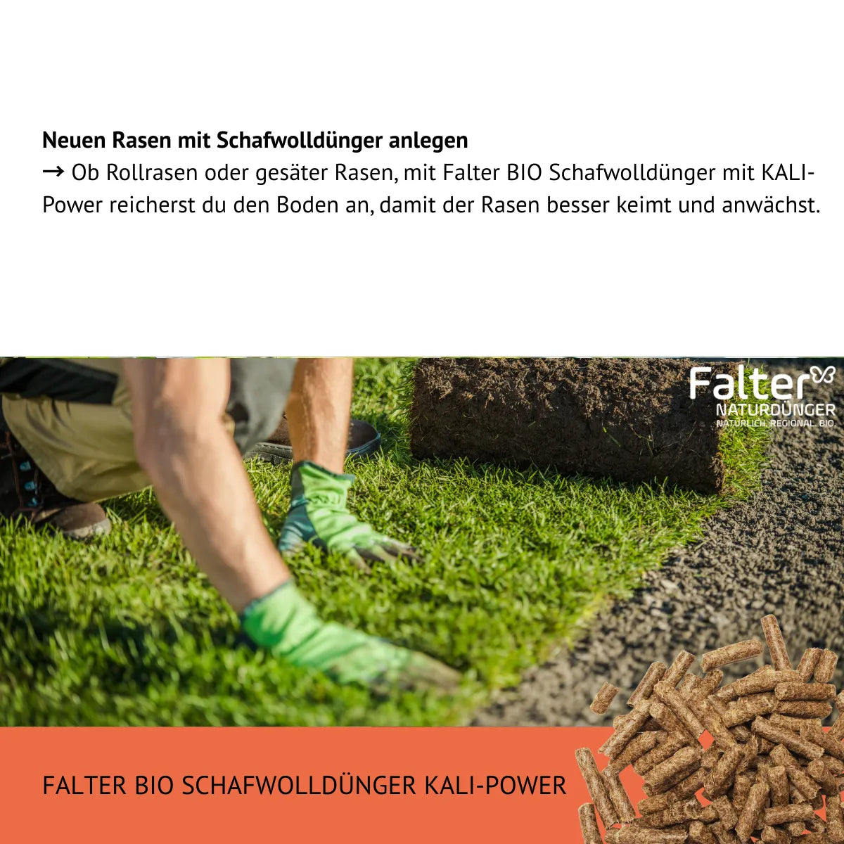 Neuen Rasen mit Schafwolldünger anlegen
→ Ob Rollrasen oder gesäter Rasen, mit Falter BIO Schafwolldünger mit KALI-Power reicherst du den Boden an, damit der Rasen besser keimt und anwächst.