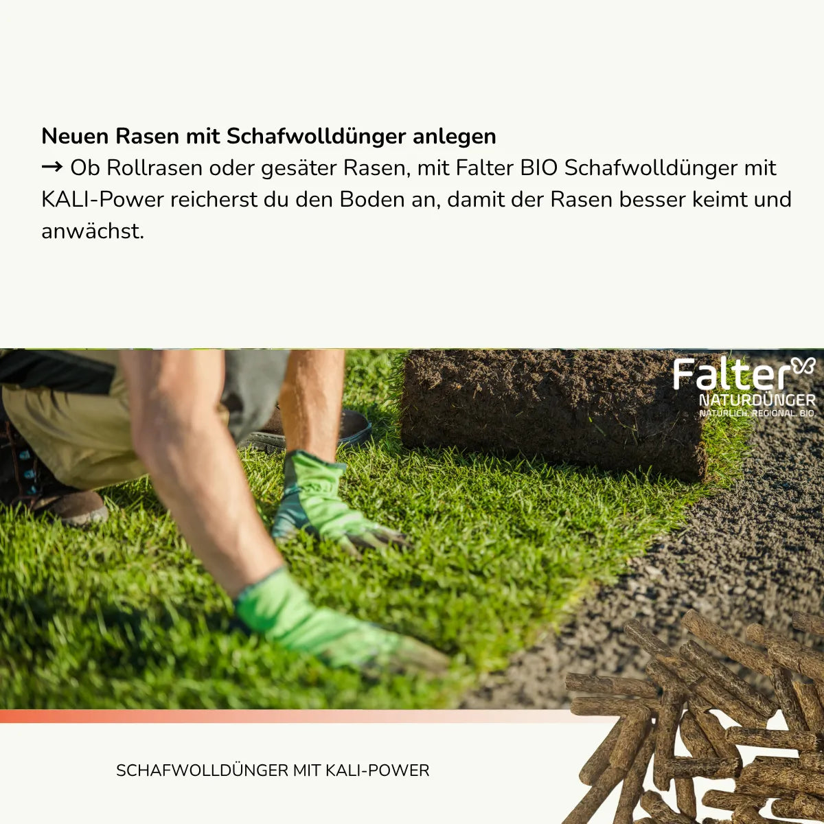 Neuen Rasen mit Schafwolldünger anlegen
→ Ob Rollrasen oder gesäter Rasen, mit Falter BIO Schafwolldünger mit KALI-Power reicherst du den Boden an, damit der Rasen besser keimt und anwächst.