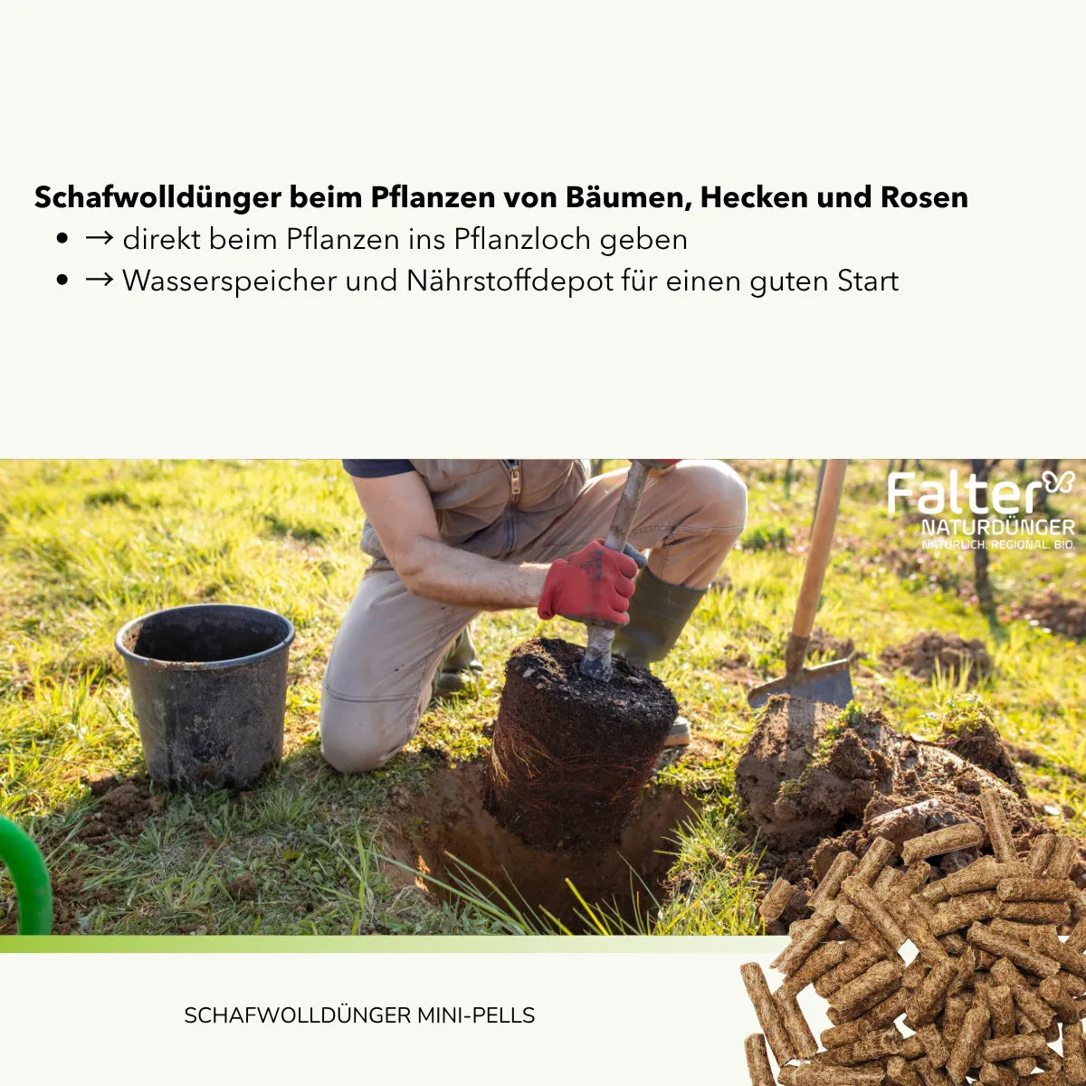 Schafwolldünger beim Pflanzen von Bäumen, Hecken und Rosen
→ direkt beim Pflanzen ins Pflanzloch geben
→ Wasserspeicher und Nährstoffdepot für einen guten Start
