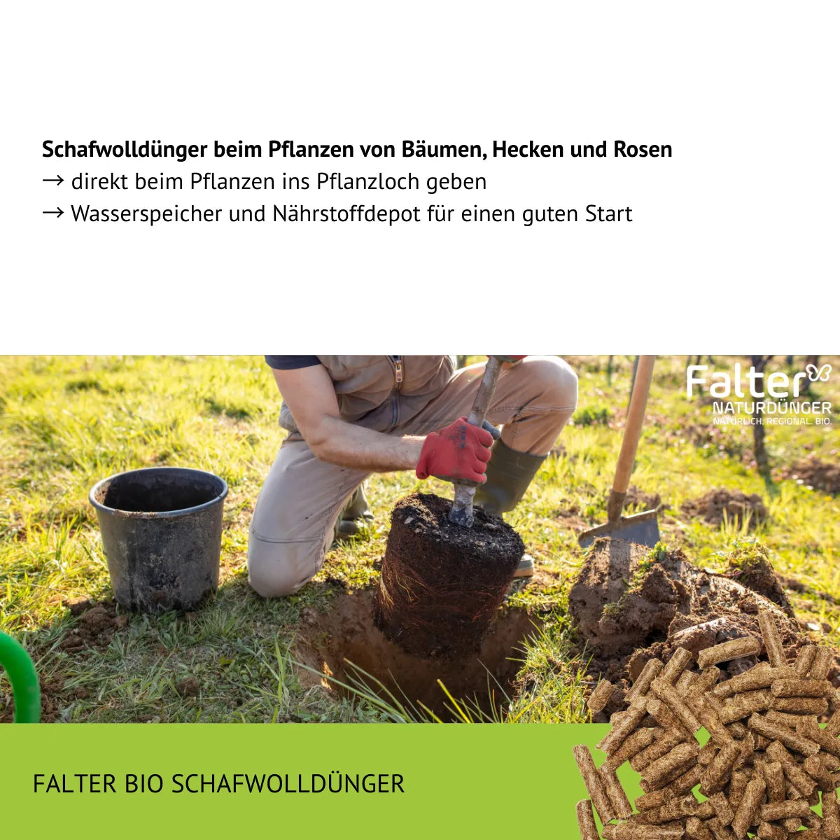 Schafwolldünger beim Pflanzen von Bäumen, Hecken und Rosen
→ direkt beim Pflanzen ins Pflanzloch geben
→ Wasserspeicher und Nährstoffdepot für einen guten Start