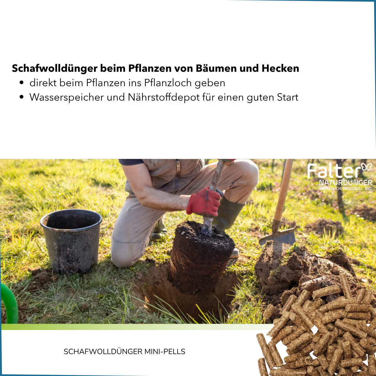 Schafwolldünger beim Pflanzen von Bäumen, Hecken und Rosen
→ direkt beim Pflanzen ins Pflanzloch geben
→ Wasserspeicher und Nährstoffdepot für einen guten Start