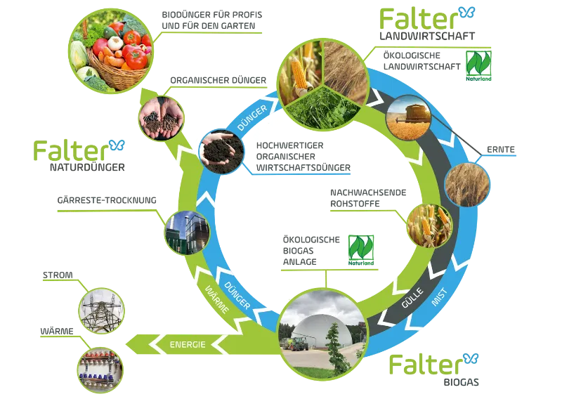Ökologischer Kreislauf bei Falter - die Beschreibung folgt im Text