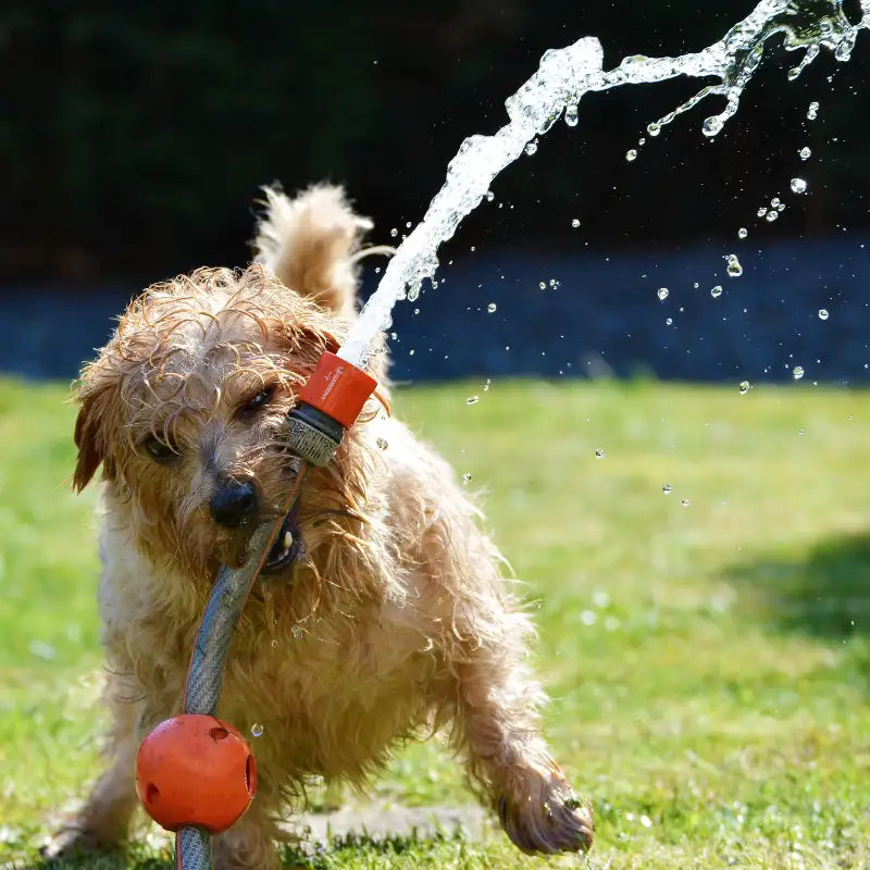 Nasser Hund spielt mit Gartenschlauch auf dem Rasen