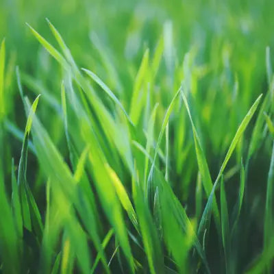 Gras