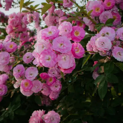 Rosa Rosen