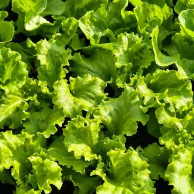 Grüner krauser Salat