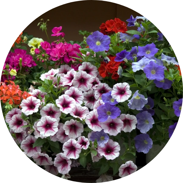 Dünger für Balkon- und Kübelpflanzen