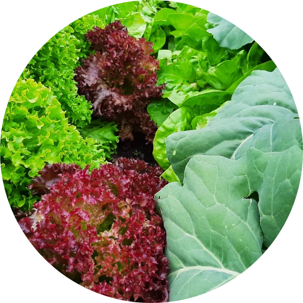 Dünger für Kräuter, Obst, Gemüse