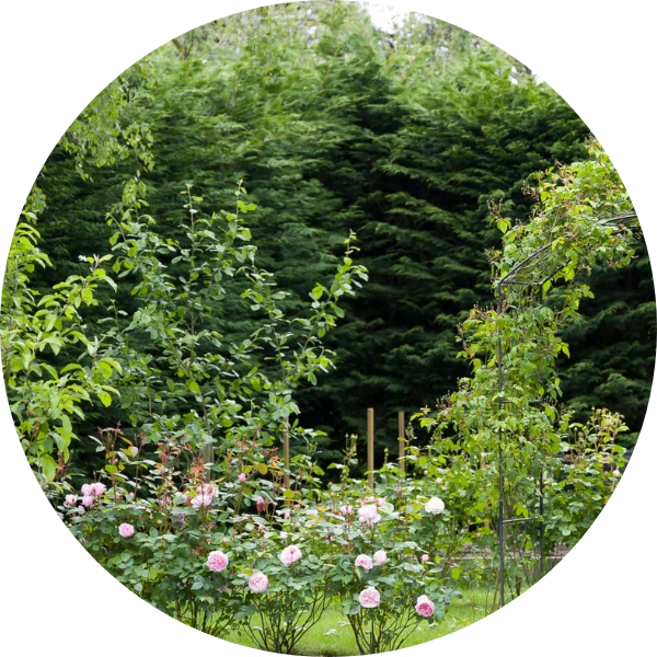 Dünger für Hecken und Rosen