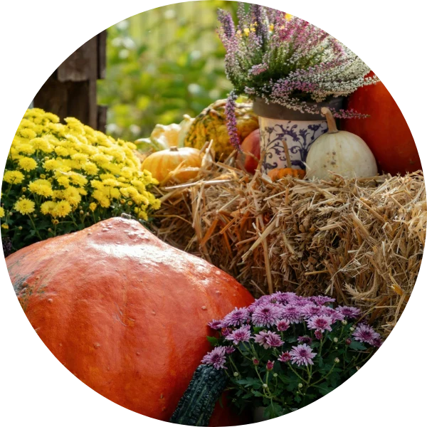 Zum Schafwolldünger mit KALI-Power