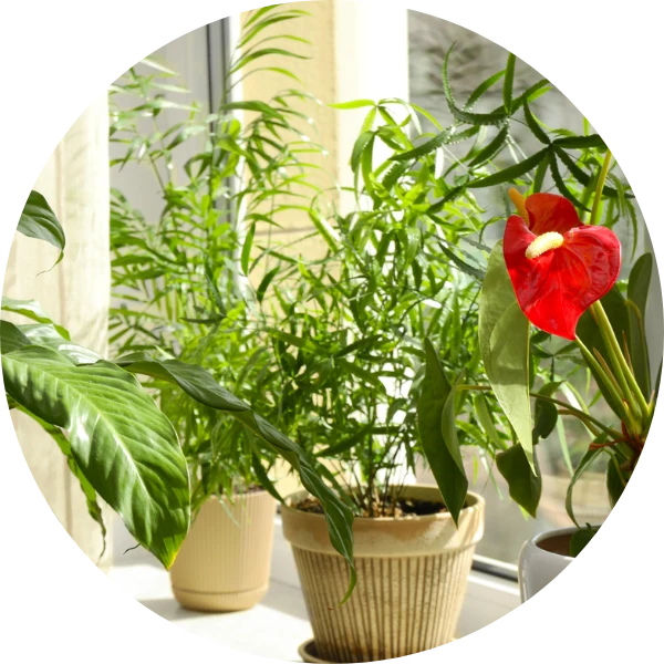 Dünger für Zimmerpflanzen