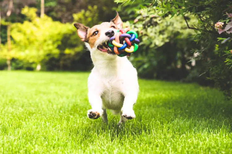 Hund spielt auf dem Rasen