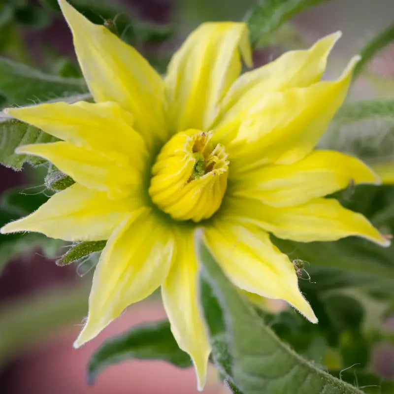 Blüte einer Tomate