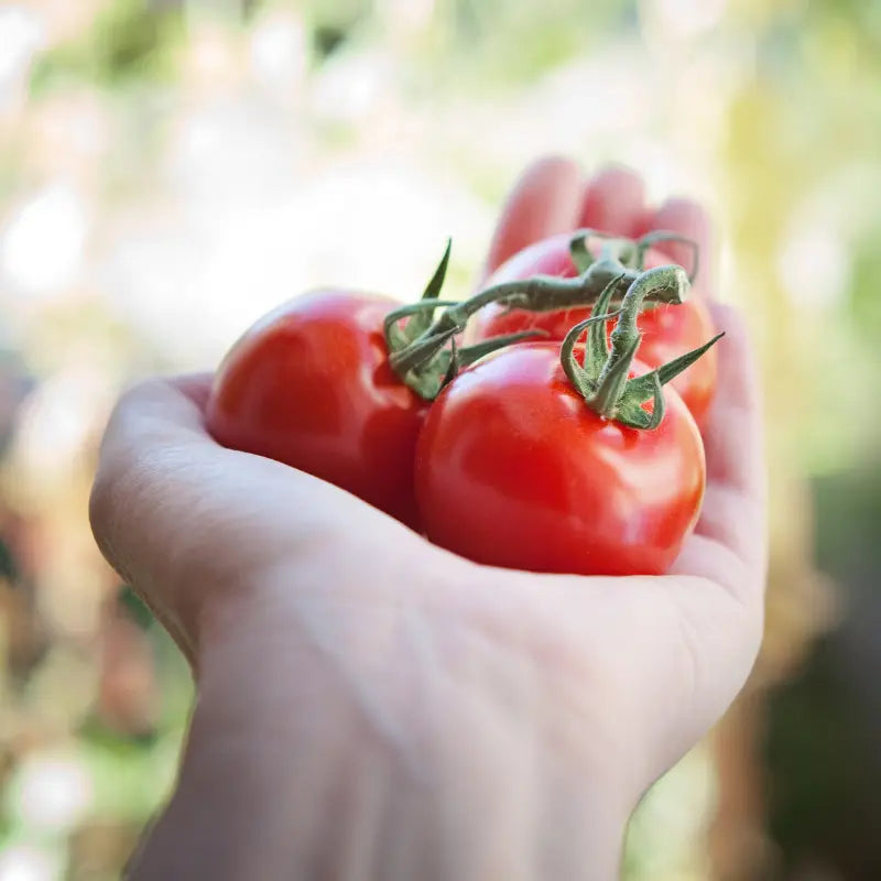 drei frisch gepflückte Tomaten in einer Hand