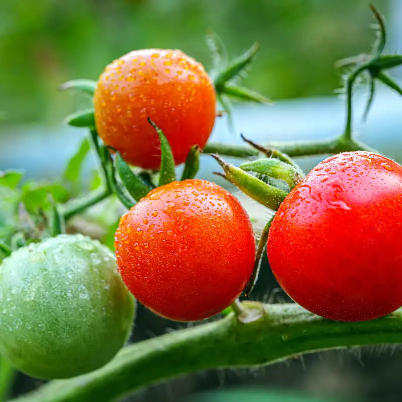 Tomaten reifen