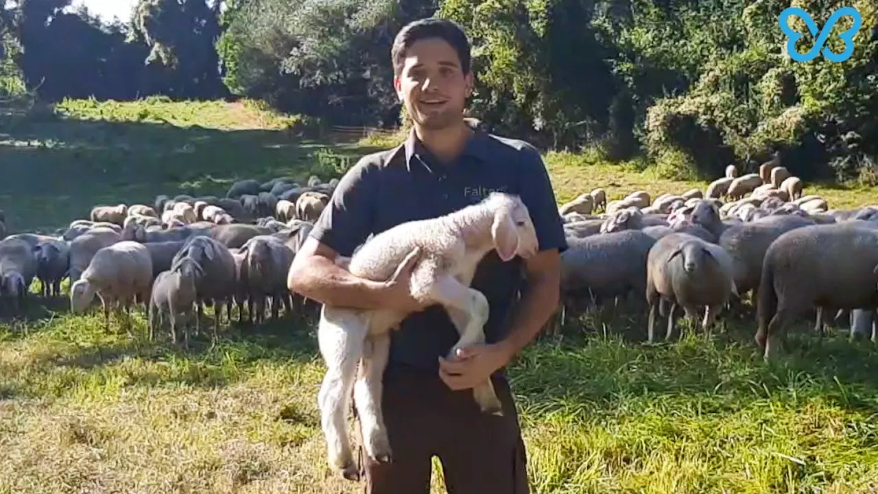 Video laden: Dünger aus Schafwolle? Welche Schafwolle verwenden wir bei Falter Naturdünger - darum geht es in diesem Video.