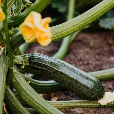 Ausgereifte Zucchini