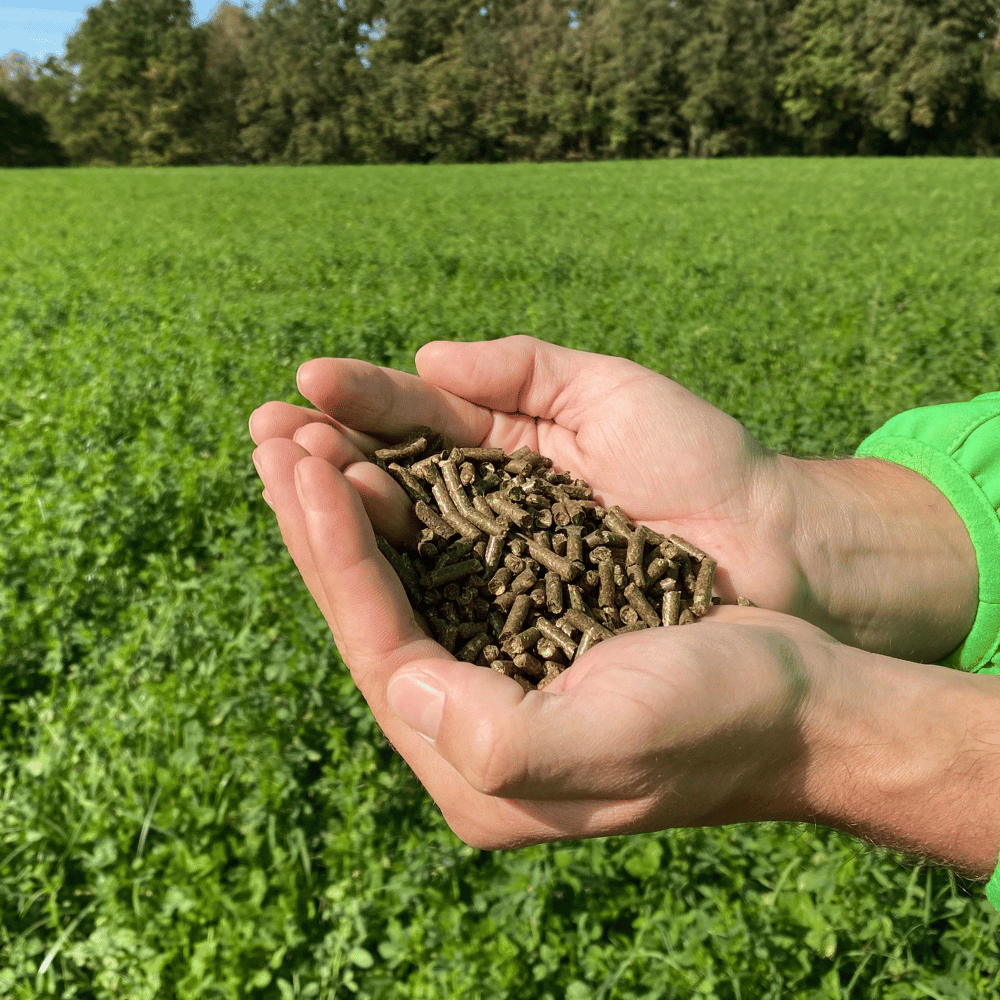 Zwei Hände voll BIO Veggiedünger, im Hintergrund das Feld mit Bio-Wiesenklee